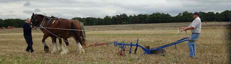 Horse drawn plough at harvesting the old fashioned way event