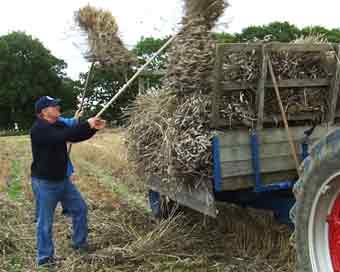 Harvesting sheaves using pitch fork