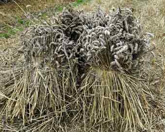 A stook of sheaves